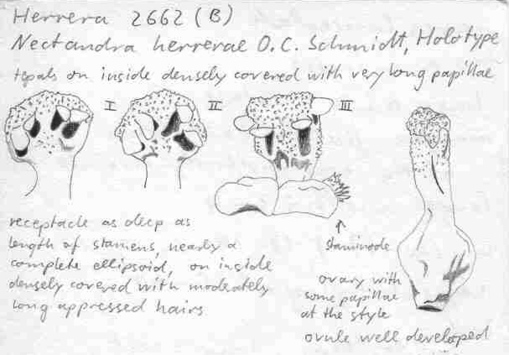 Vorschaubild Nectandra herrerae O.C. Schmidt